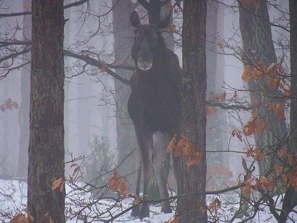 Kampinoski łoś