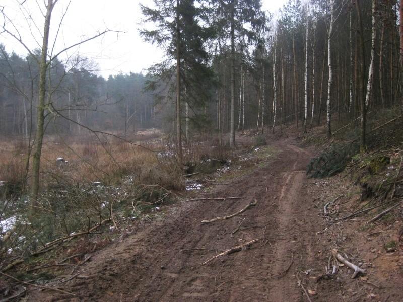 Zmrożone leśne drogi