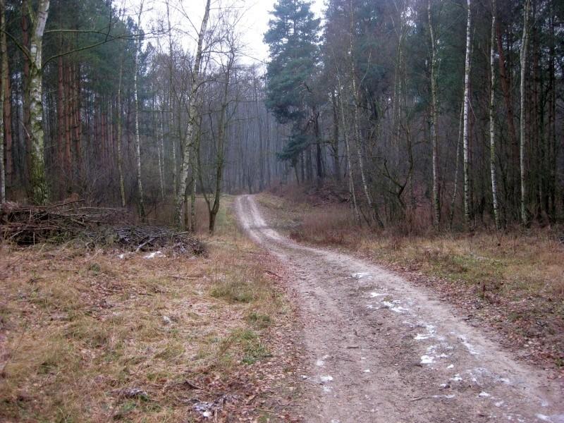 Droga leśna w Parku Krajobrazowym Promno
