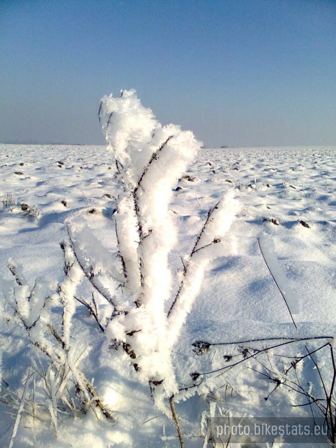 Ośnieżone krzaczki