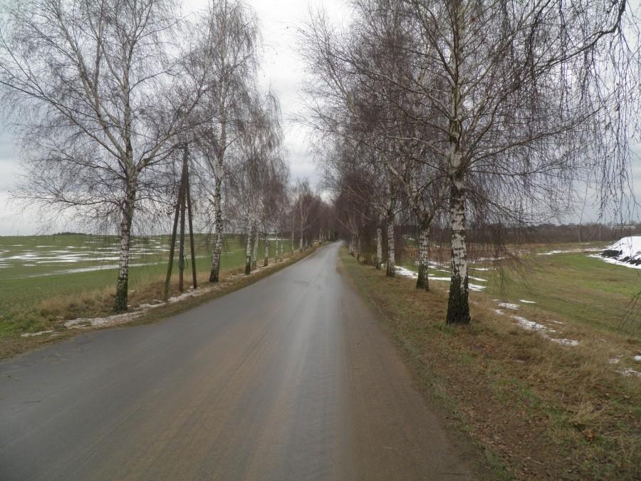 Część drogi Bismark - Blankensee, to urocza aleja brzozowa.