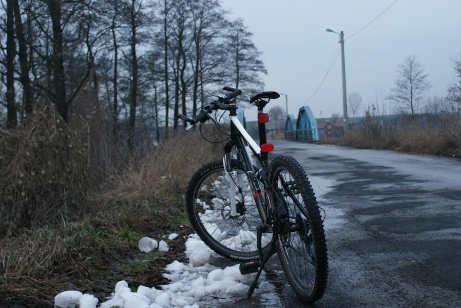 Czarny Bocian na spacerze zimową porą
