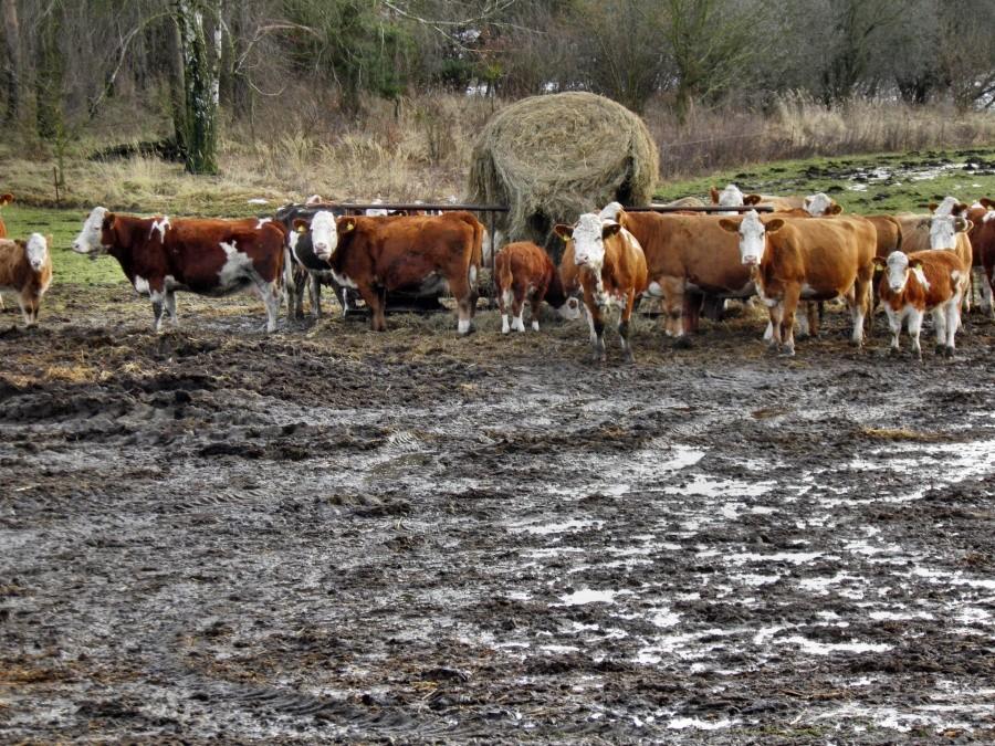 Jedno z licznych stad krów na terenach niemieckich - 26 grudnia 12 r.