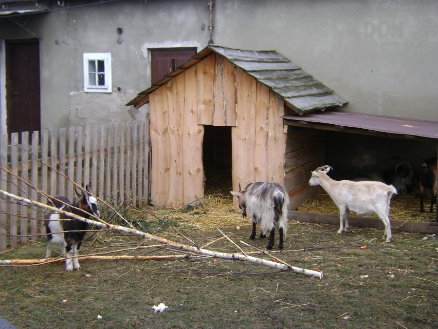 Szopkowe kozły i koziołki