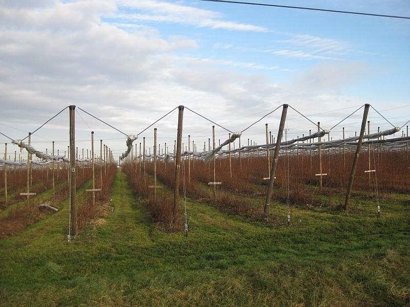 Plantacja malin w Górze
