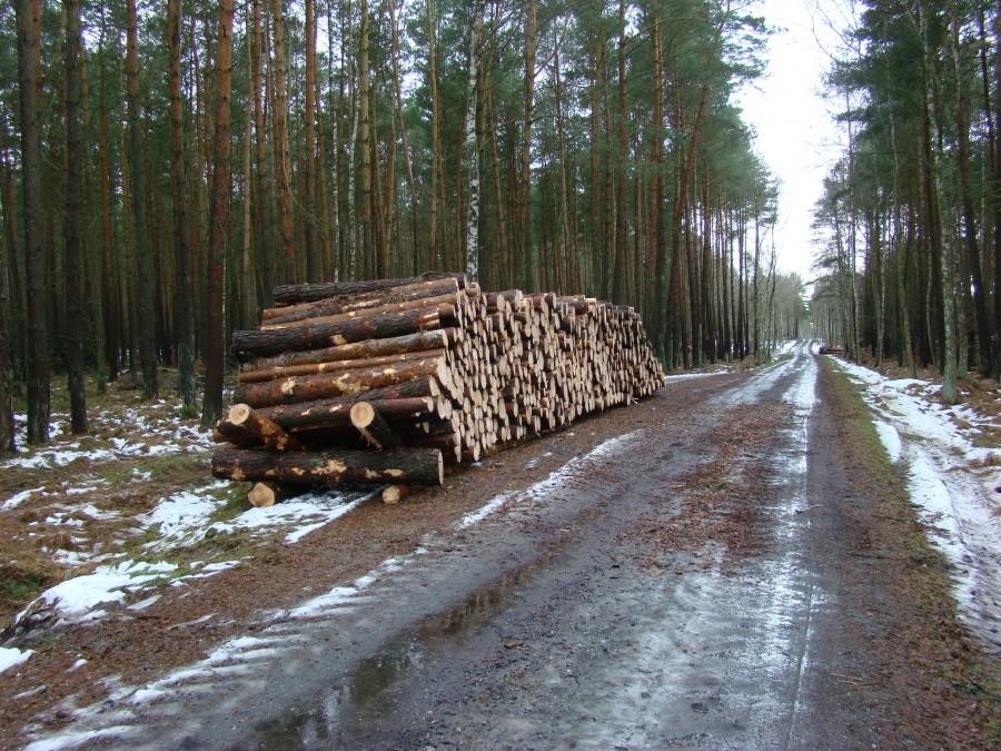 Zimowa wycieczka do Trzebieży 11