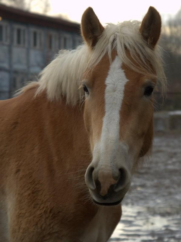 Portret konia....