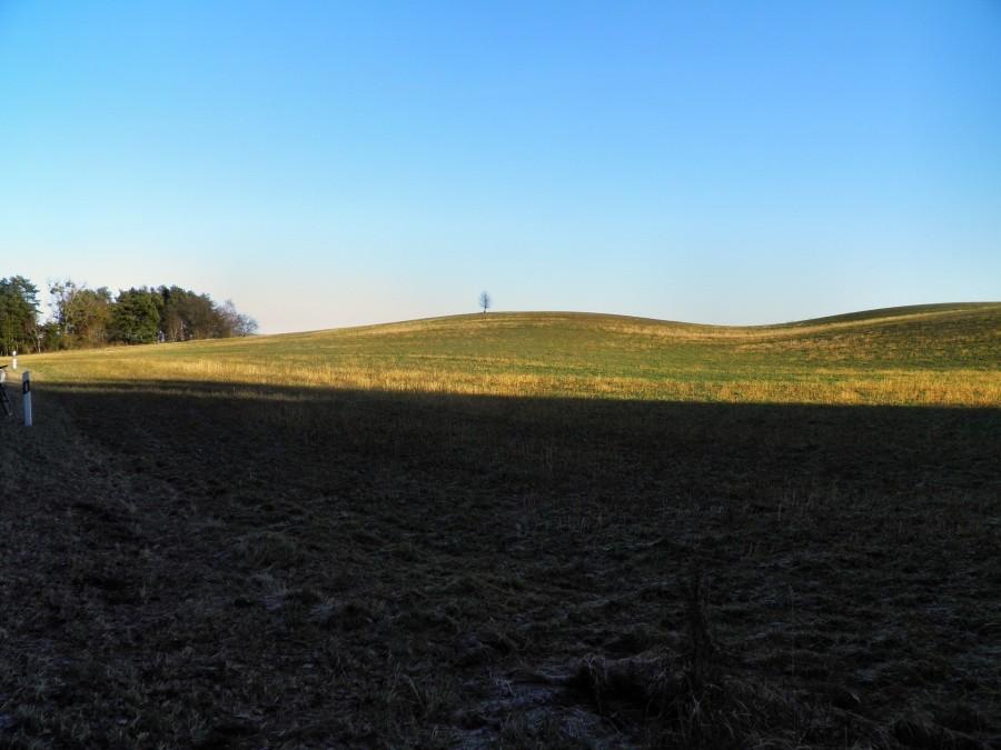 Samotne drzewko na rozległym polu, tuż pod Blankensee.