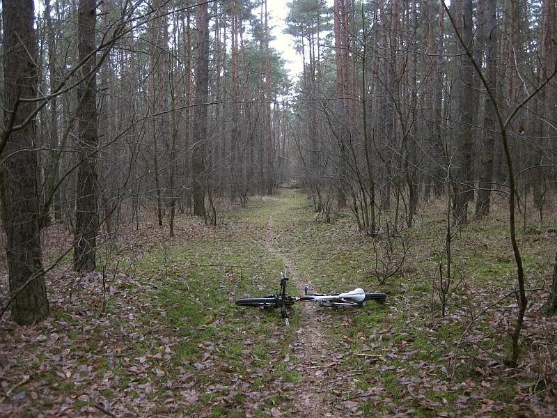 leśna polanka