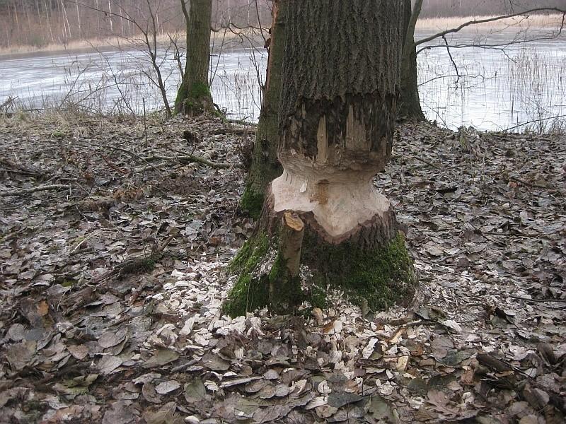 Działalnośc bobrów przy Jeziorze Czarnym