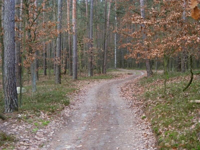 gdzieś głęboko w lesie