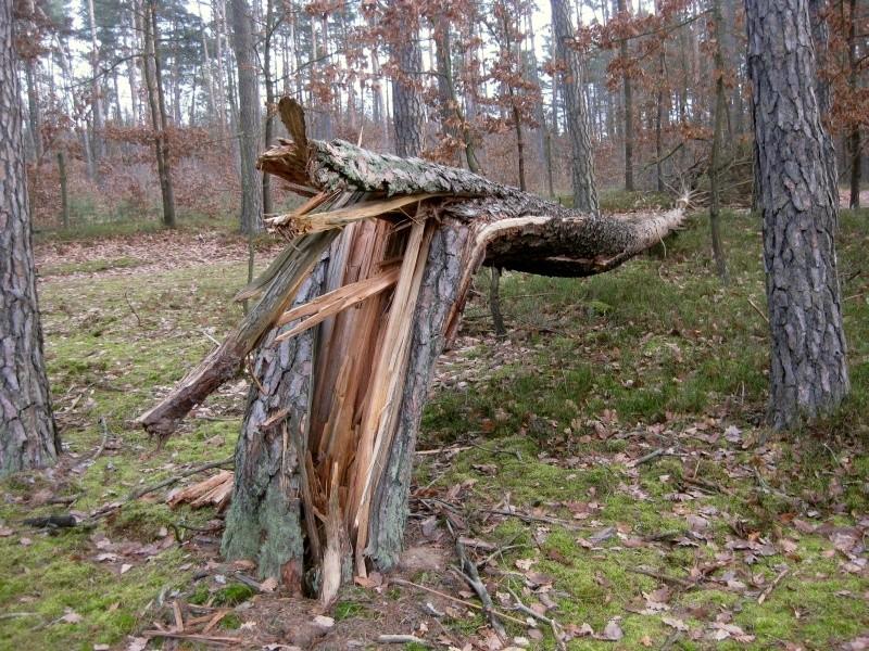 pęknięta sosna