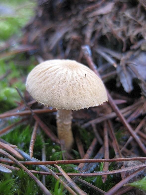 Bardzo malutki grzybek - mały, a najsilniejszy!