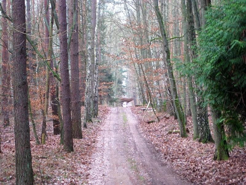 Przebiegające przez drogę leśną jelenie