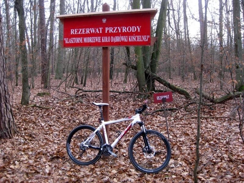 Rezerwat "Klasztorne modrzewie"