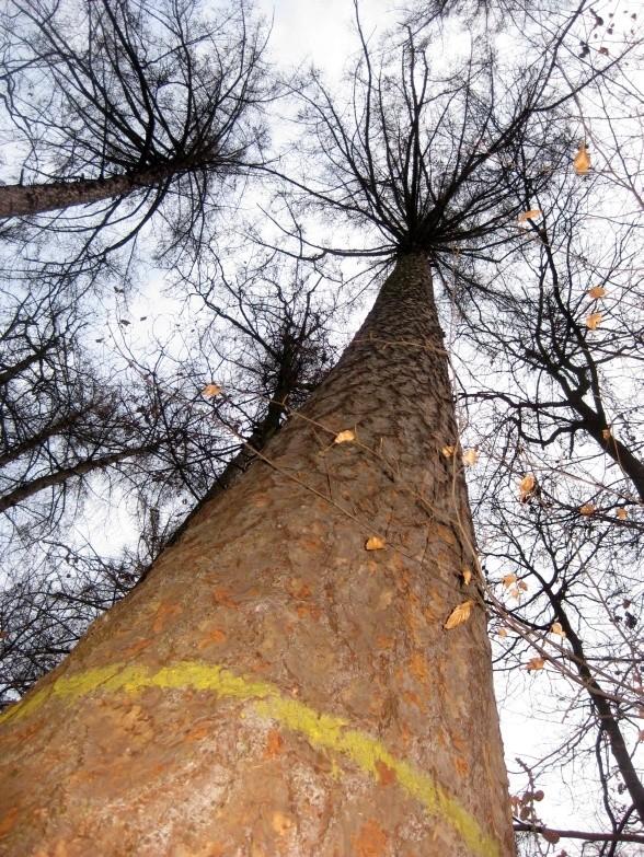 Rezerwat Klasztorne Modrzewie - ponad 40 metrowy modrzew europejski robi sopre wrażenie