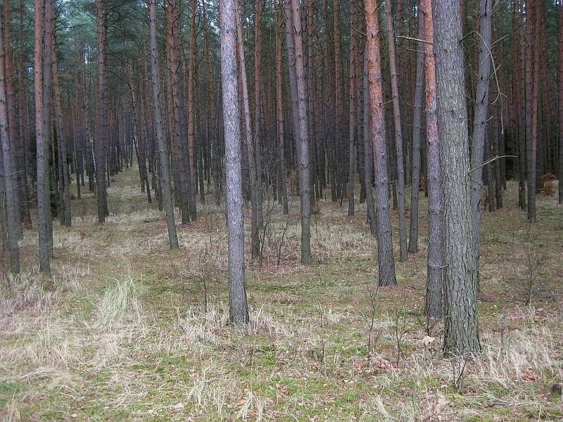 sosnowy bór niedaleko Sławicy