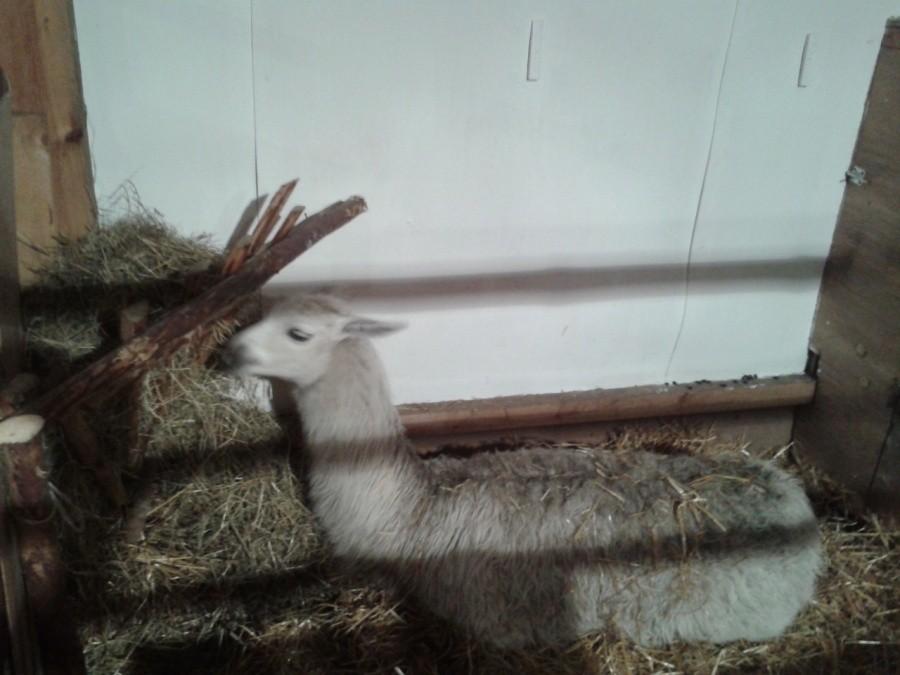 Lama w Żoliborskim Betlejem