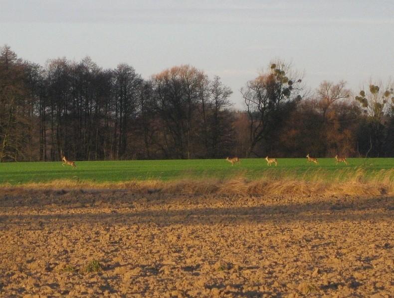 sarny sobie podskakują na polu