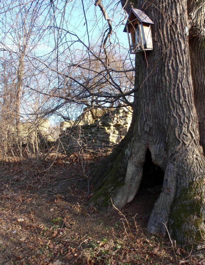 Kapliczka na starej lipie