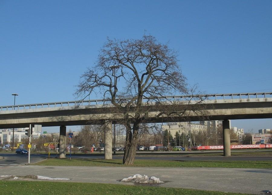 Akacja przy estakadzie