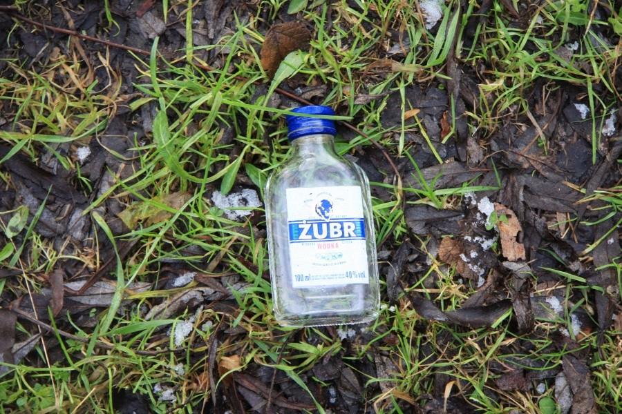 Żubr w trawie i liściach puszczy