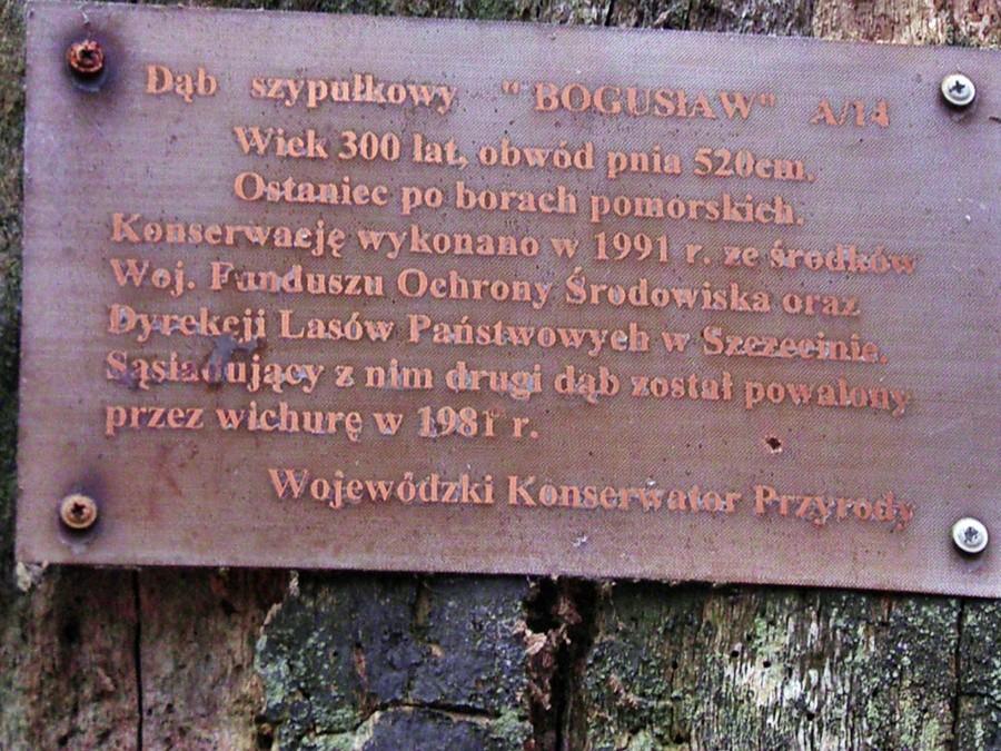 Pamiątkowa tabliczka na dębie Bogusław.