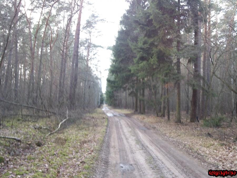 Już w kujawsko-pomorskim. Las spokojny a do domu jeszcze 15 km.