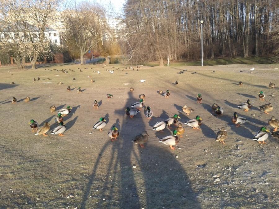Kaczki przy Broniewskiego..i znowu moja towarzyszka w słoneczne dni ;)