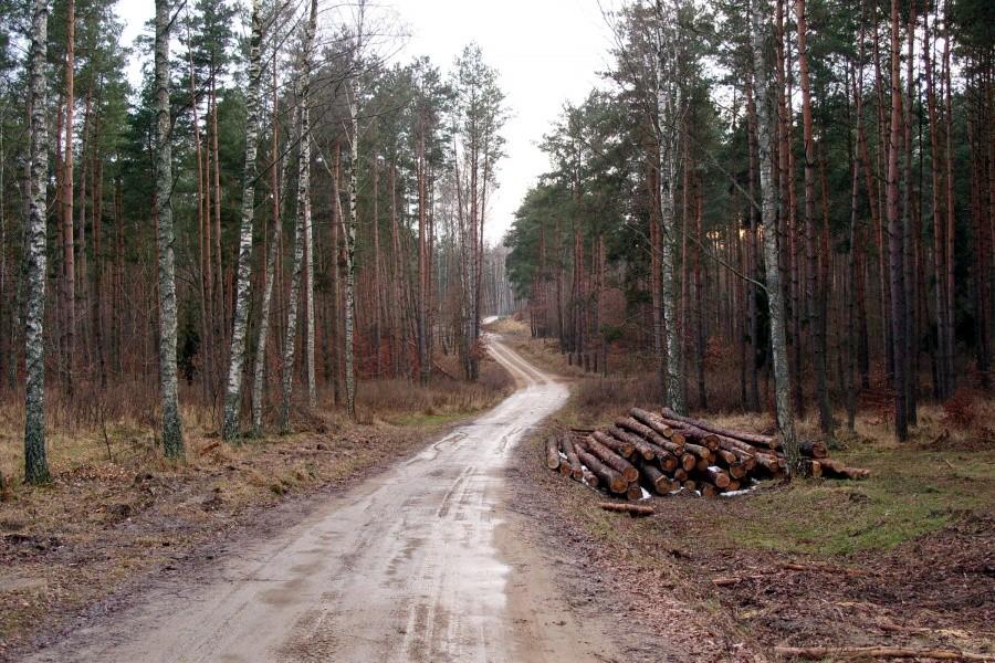 Leśna droga…