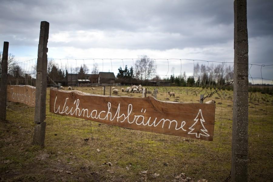 Weihnachtsbaume