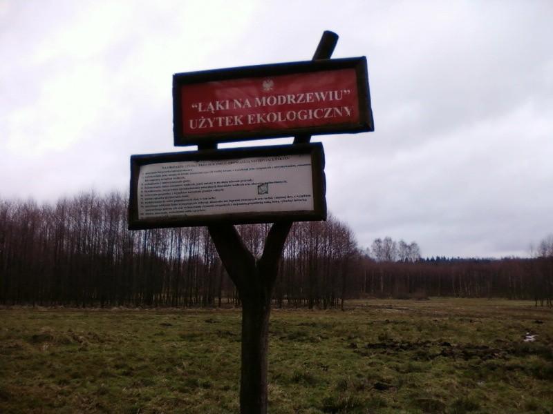 Łąki na Modrzewiu