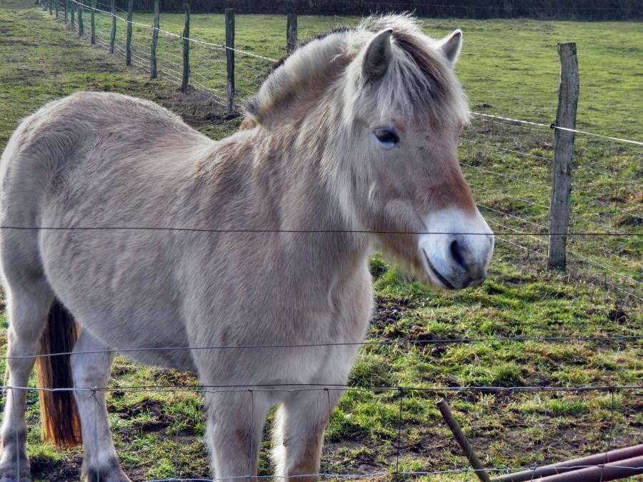 Towarzyski konik z Blankensee - są tam zawsze dwa koniki.