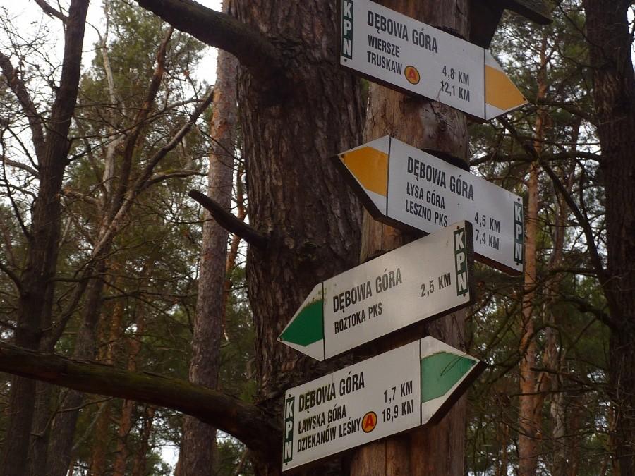 Skrzyżowanie szlaków. Dębowa Góra