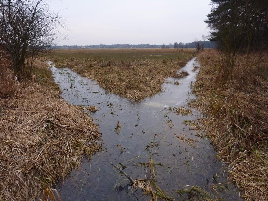 Łąki pod Łubcem