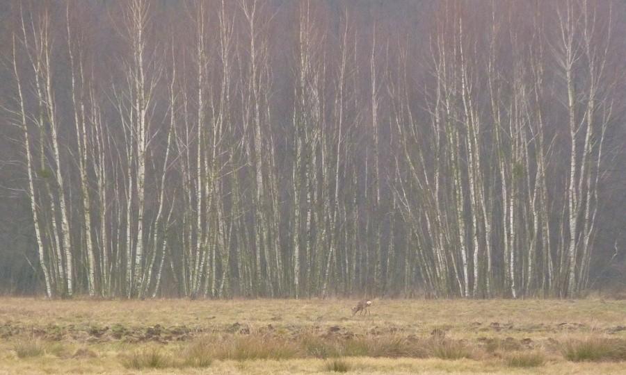 Sarna pod lasem. OOŚ Debły