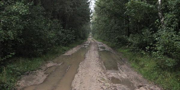 Leśny szlak rowerowy