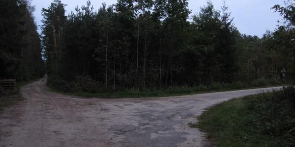 Skrzyżowanie w lesie