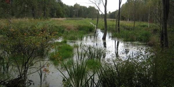Nadbużańskie łęgi