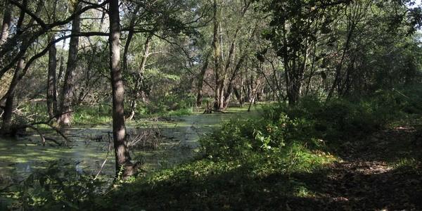 Starorzecze Bugu