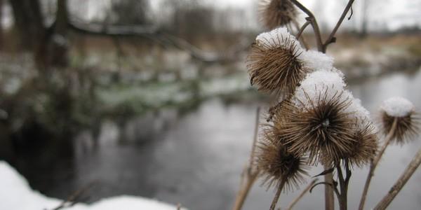 Pierwszy śnieg nawet nie przykrył roslin