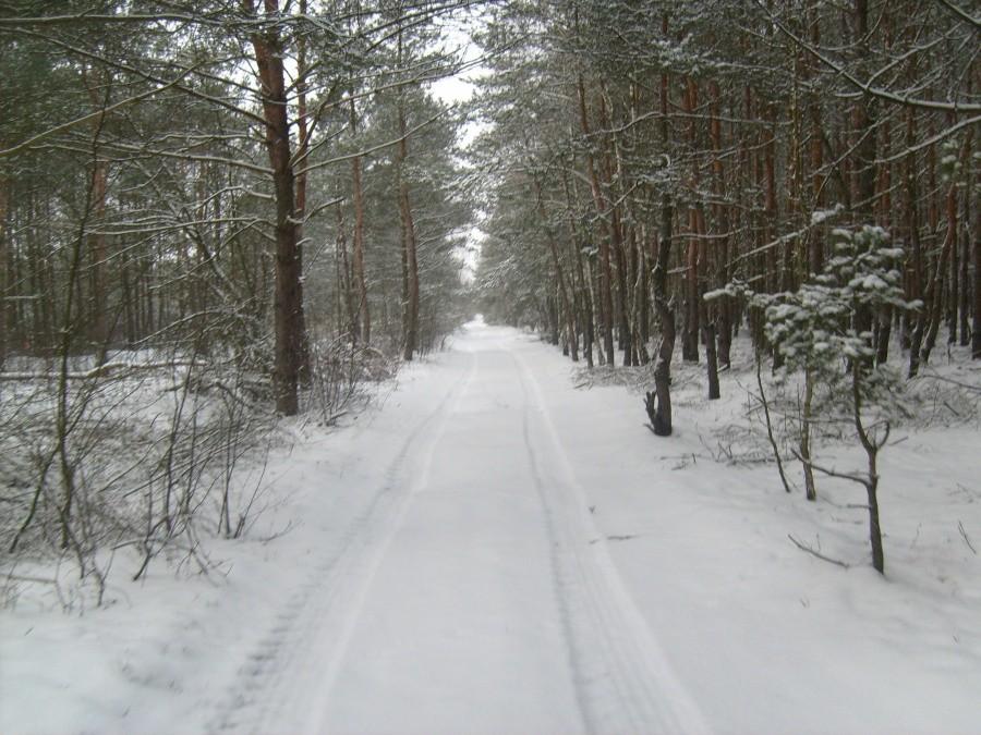 Leśne ścieżki