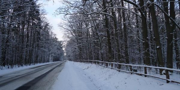 Przed Rezerwatem Przyrody "Liski"
