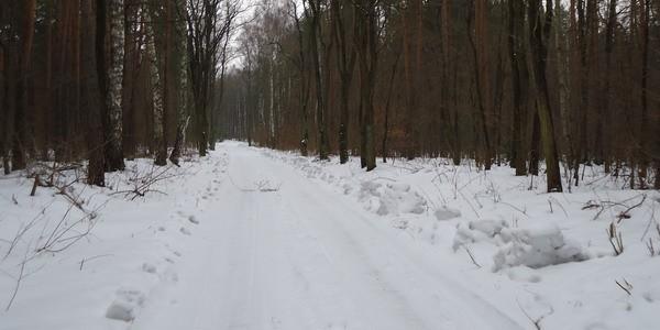 Leśne drogi odśnieżone lepiej niż w mieście