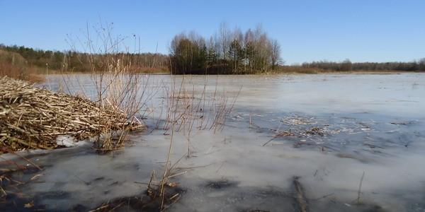 Pod rozmarzniętą powierzchnią wody stawu Grabarka kryje się gruby lód