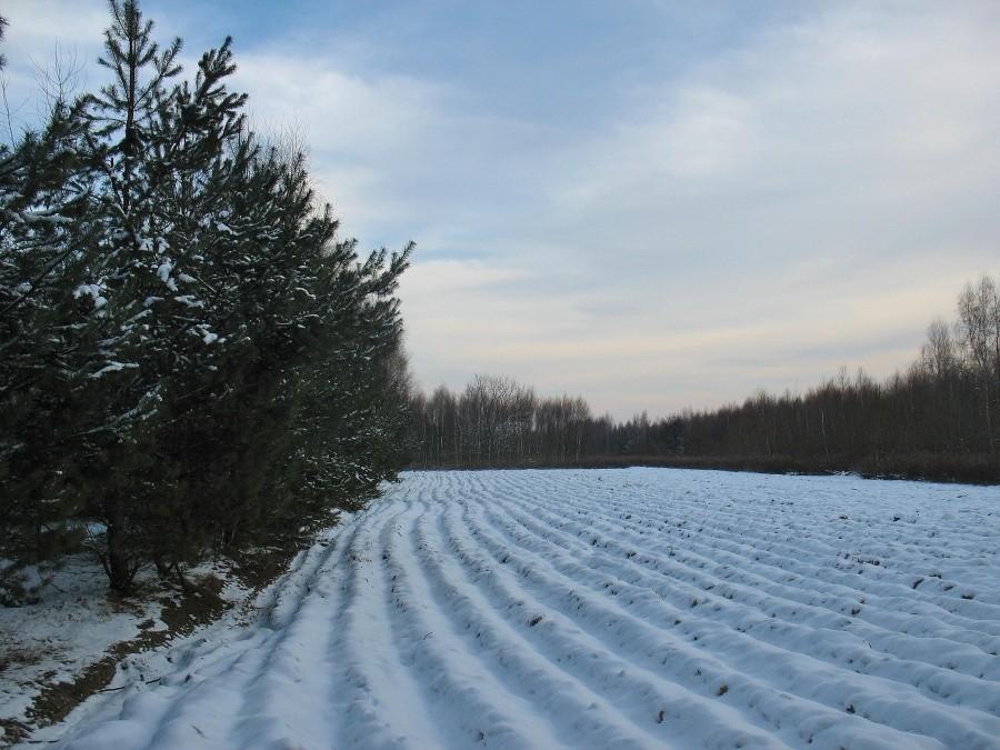 Leśne pole