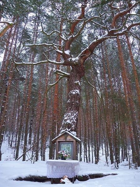 Sosnowa kapliczka
