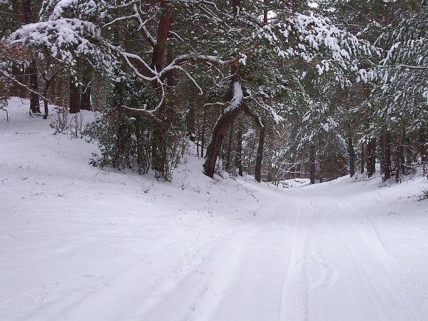 Puszcza Kampinoska