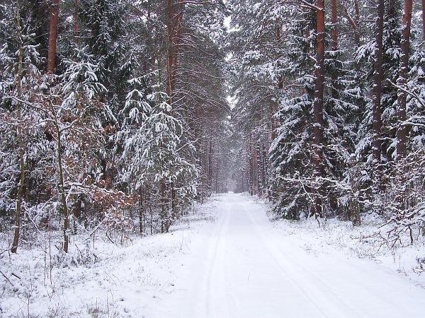 Puszcza Kampinoska