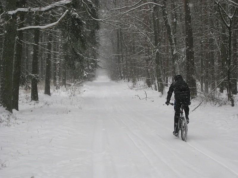 leśne ostępy Nadleśnictwa Czerniejewo